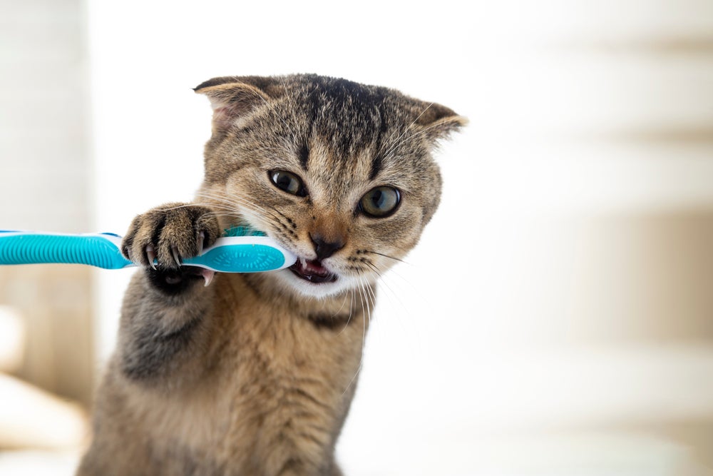 Filhote de gato escovando os dentes