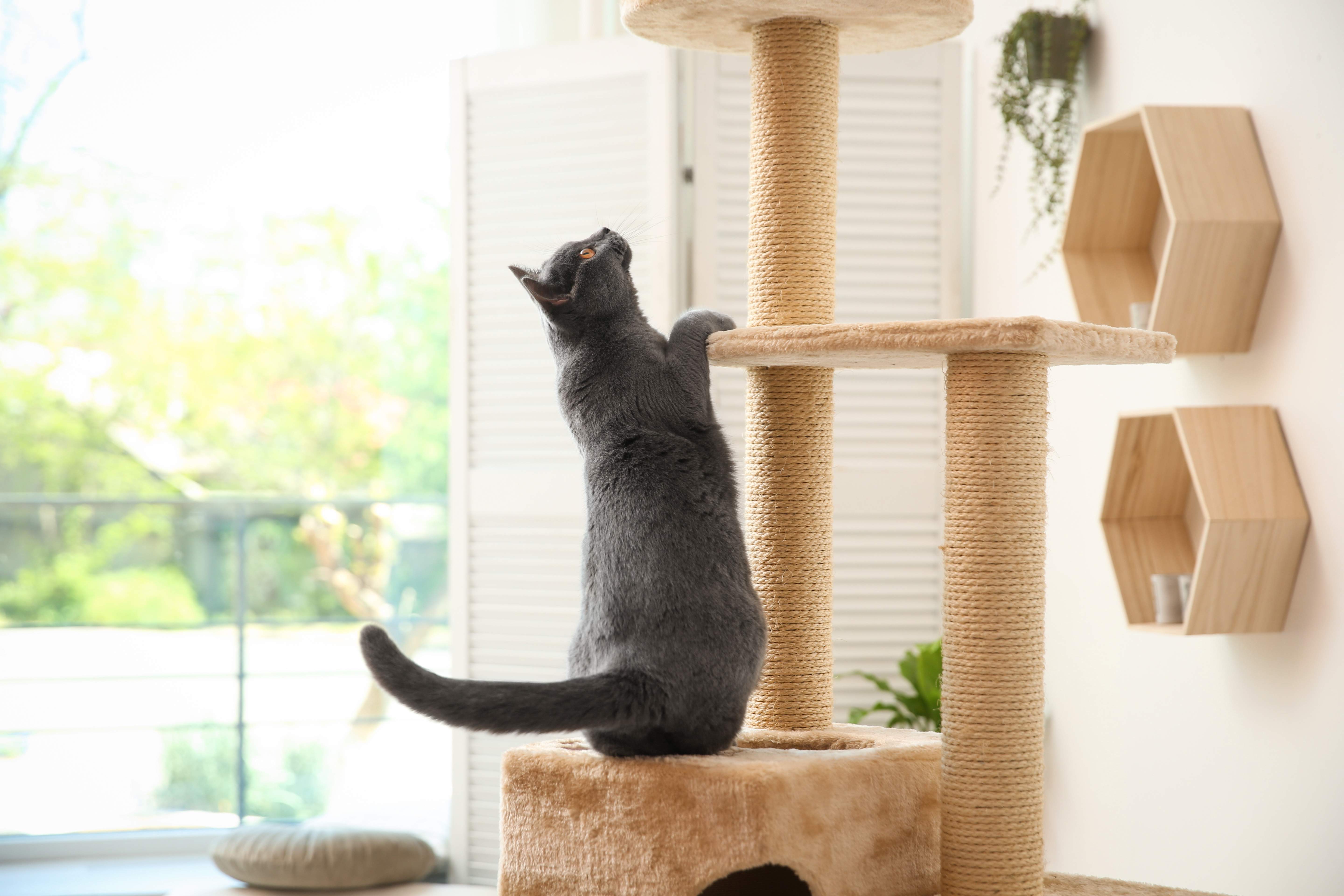 Gato cinza em cima de um arranhador para gatos com andares