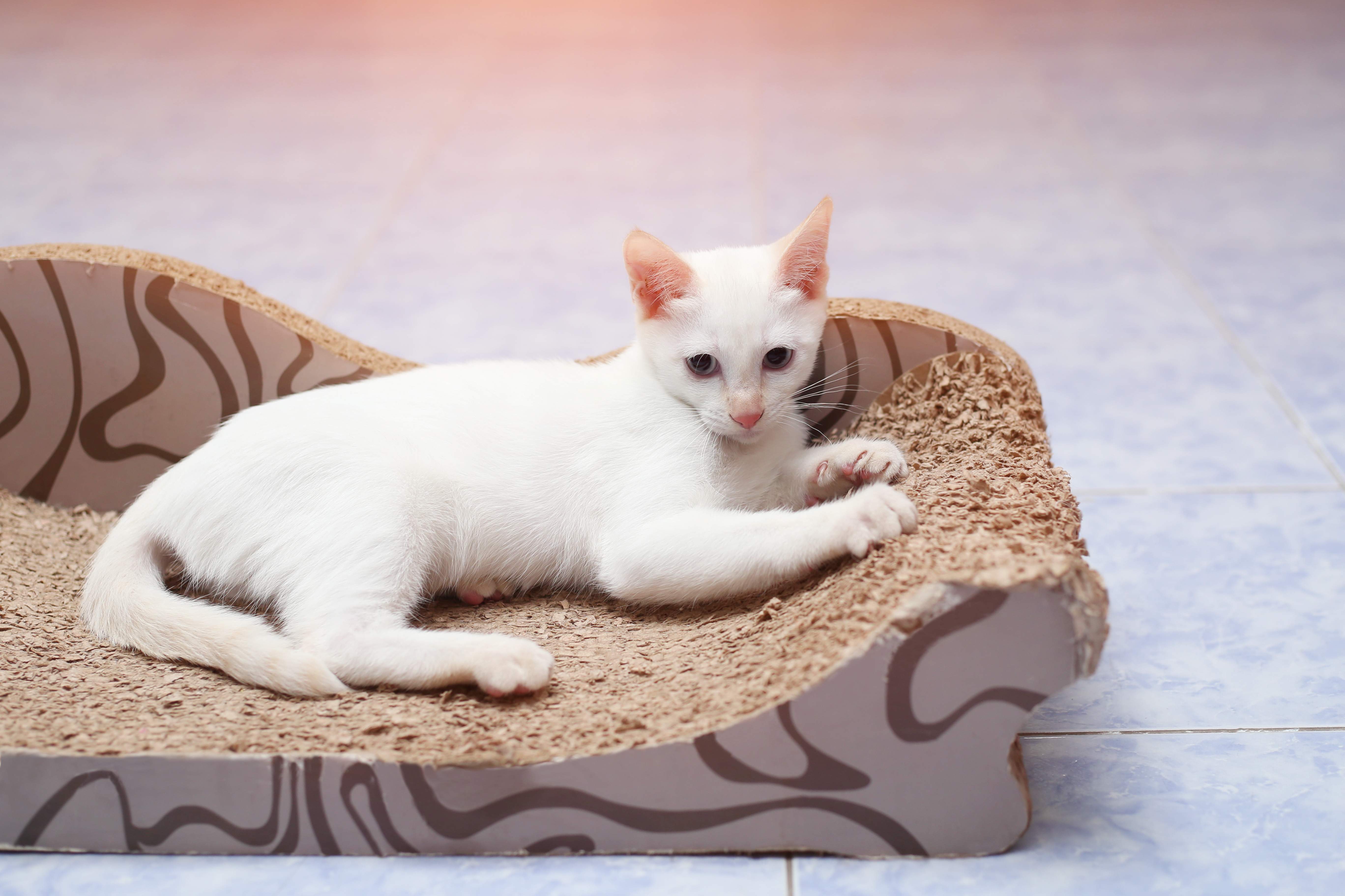Gato branco deitado no arranhador para gatos tapete