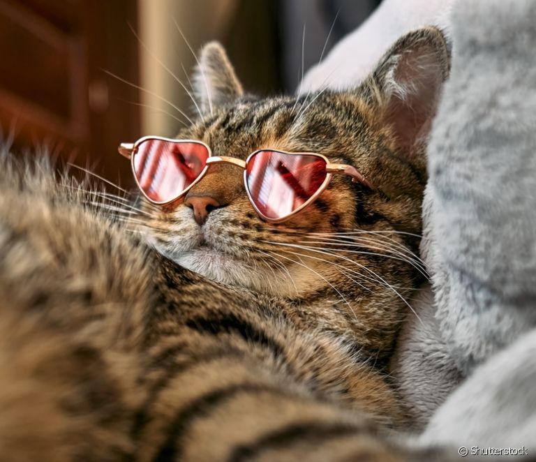Gato malhado de óculos