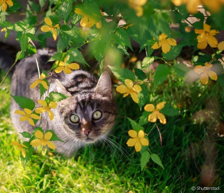 Gato malhado escondido atrás de flores