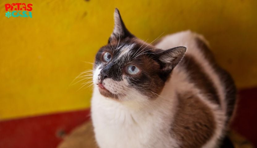 Bolota é um dos gatos para adoção na Chácara Dolores 