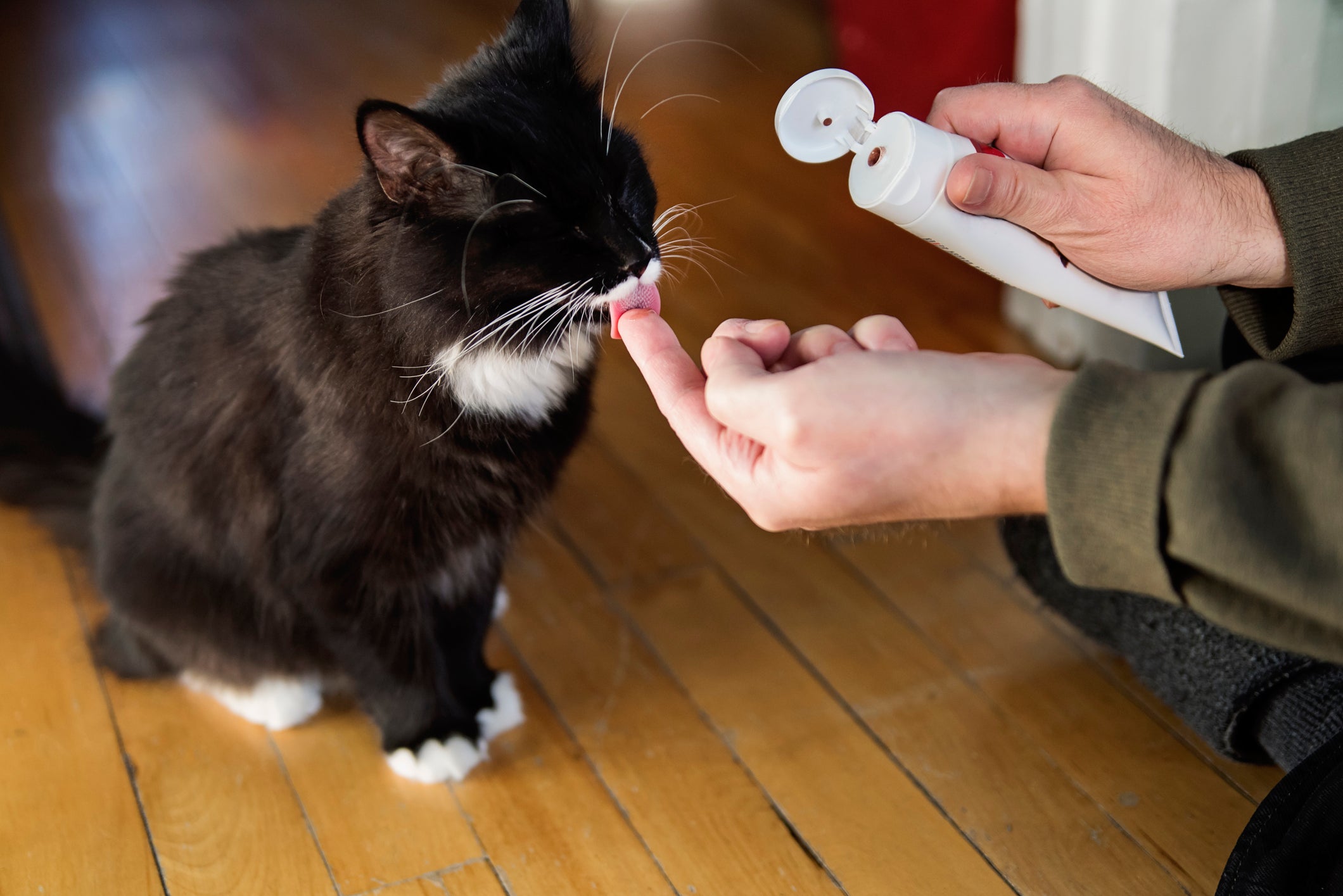 Escova de dente para gato: faça uma introdução gradual 