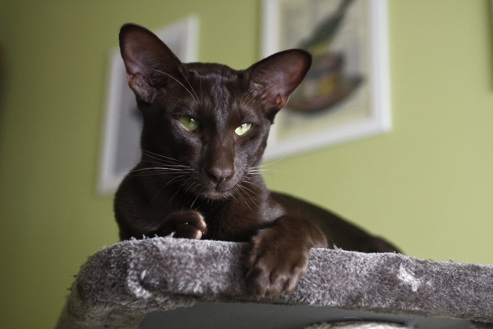 O gato Oriental Shorthair pode ter mais de 200 variações de cores