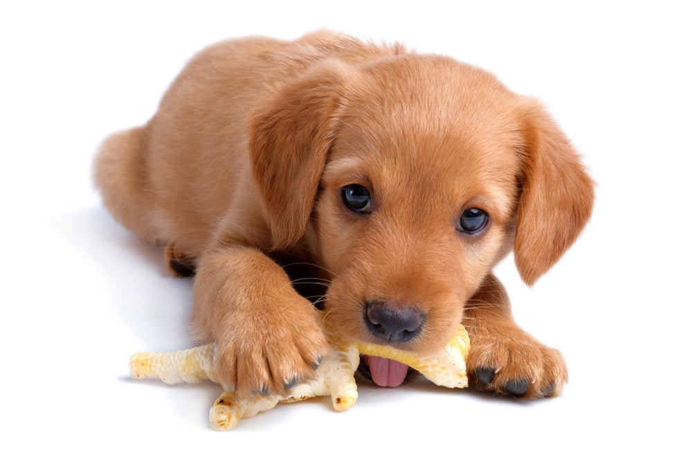 O osso de frango cozido para cachorro pode causar obstrução e até perfurar órgãos