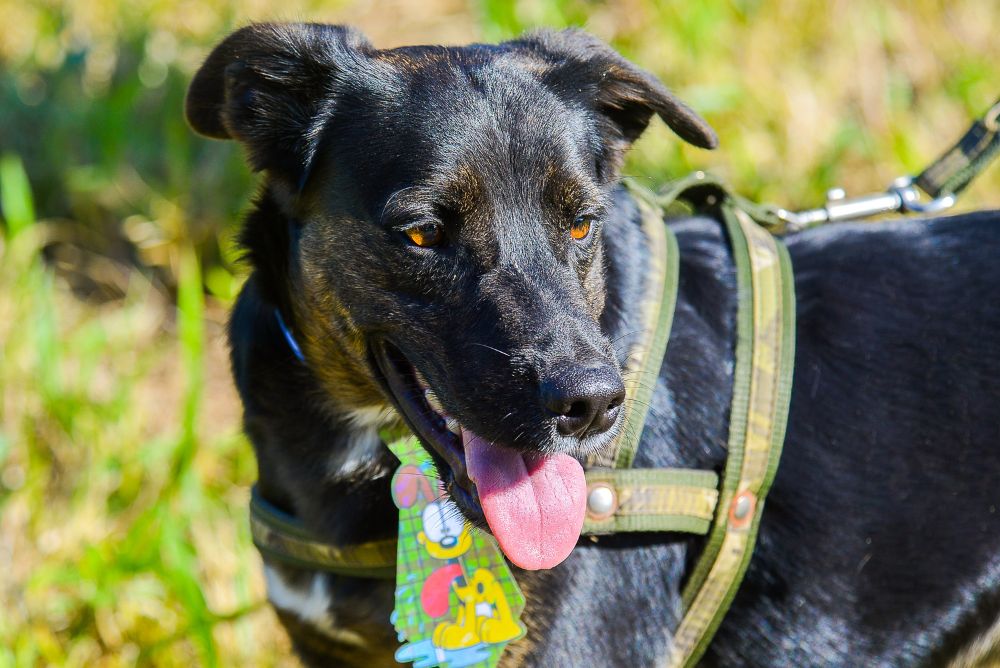 Laurindo é um dos cachorros para adotar na ong AAANO Cachorro vira-lata preto com a língua de fora