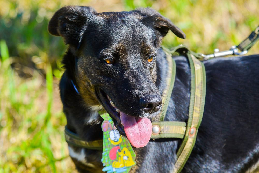 Cachorro vira-lata preto com a língua de fora