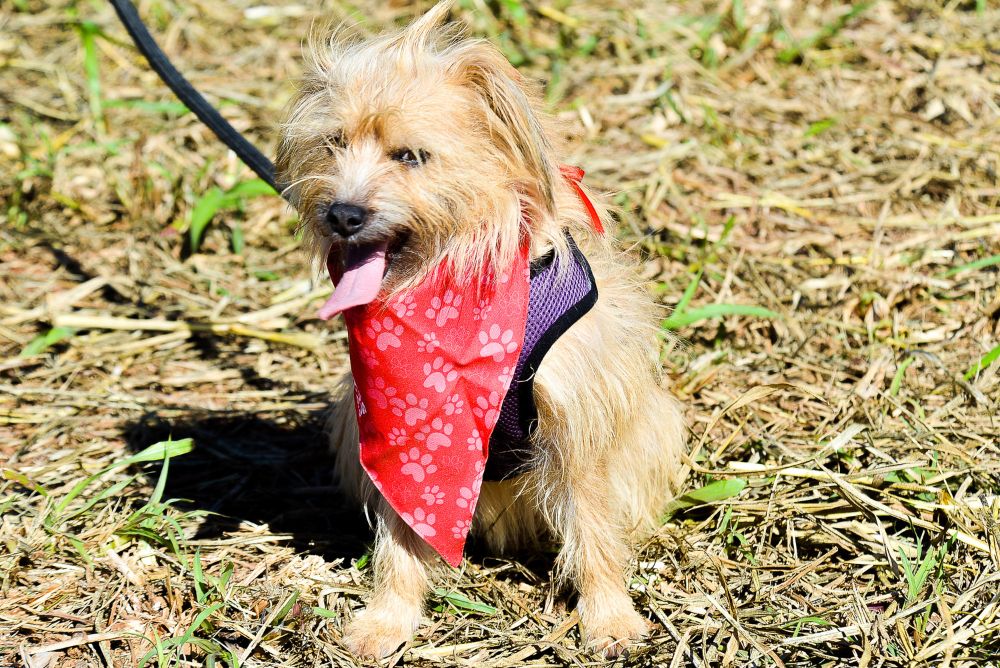 Cachorro vira-lata bege peludo com bandana vermelha