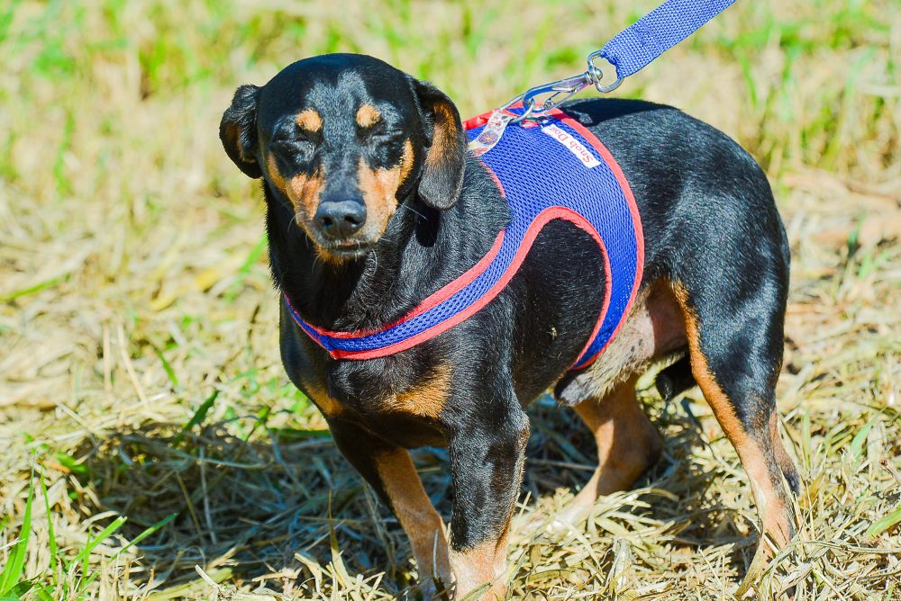 Cachorro vira-lata preto e marrom com coleira azul