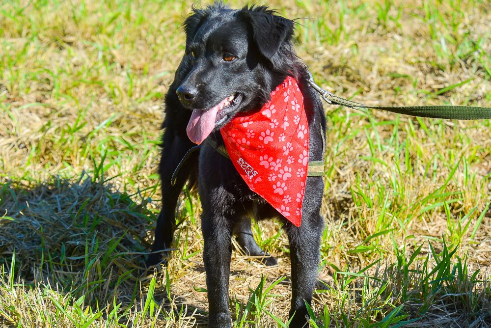 Cachorro vira-lata preto com bandana vermelha no pescoço