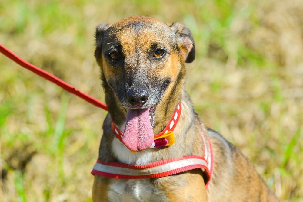Adotar cachorro pode mudar a vida de cães como a Tieta, cadelinha da foto Cachorro vira-lata caramelo com a língua de fora