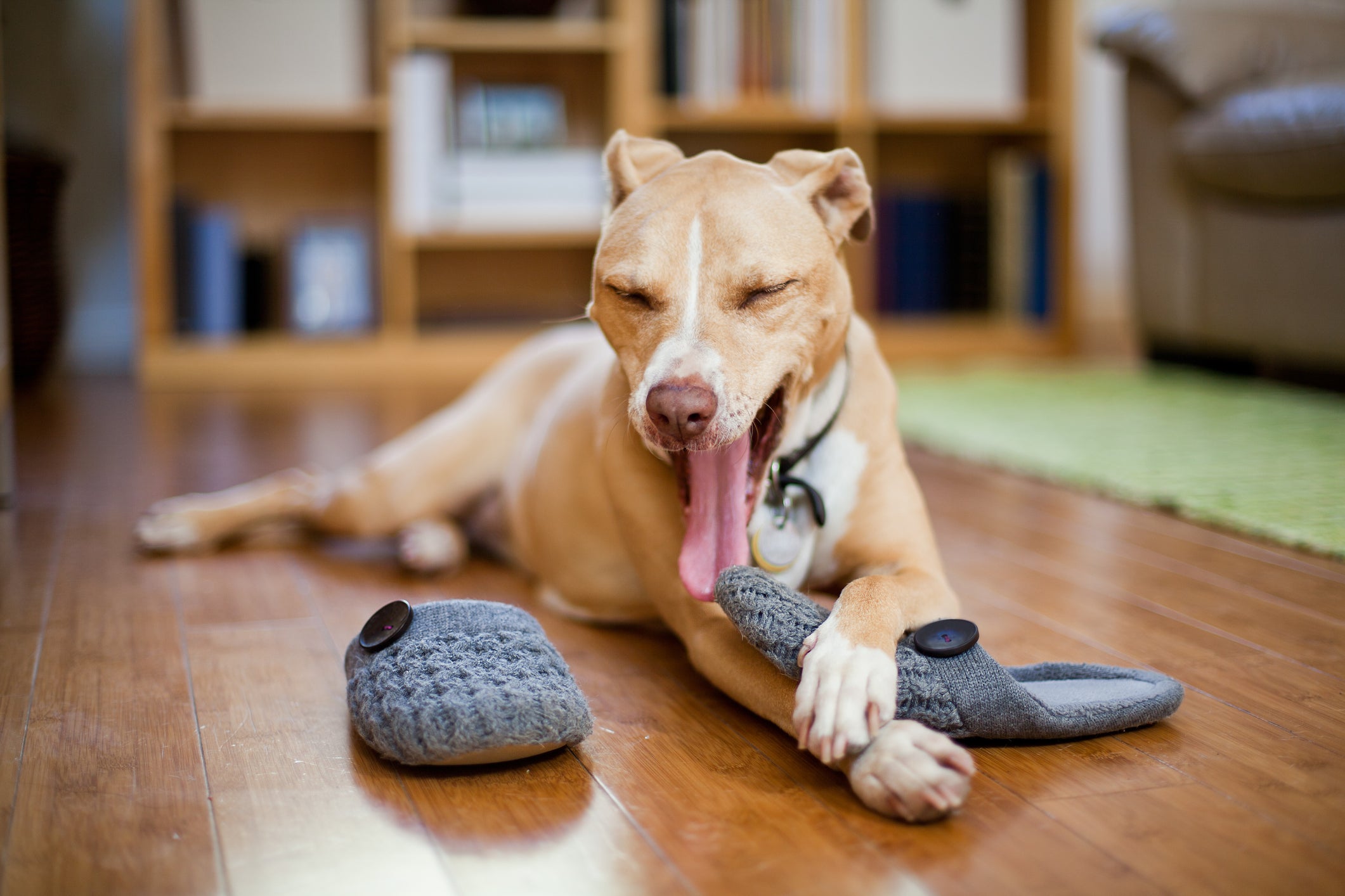 O comportamento do cachorro de deitar em cima do chinelo pode revelar ansiedade de separação