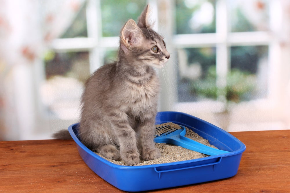 Fazer a inspeção da caixa de areia do gato permite observar a saúde da urina e fezes