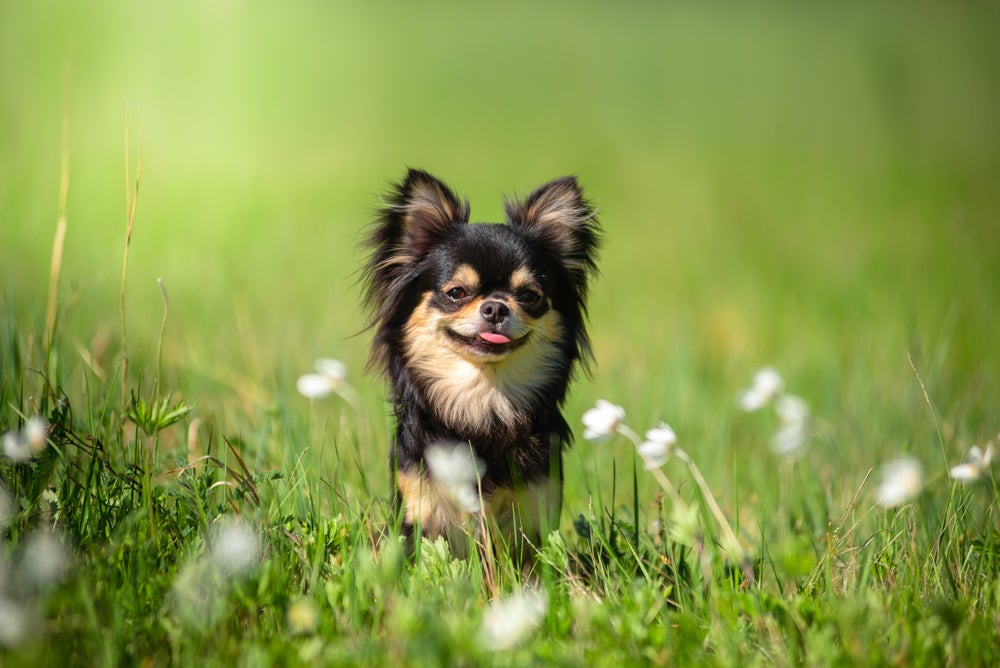 Chihuahua de pelo longo preto em campo florido