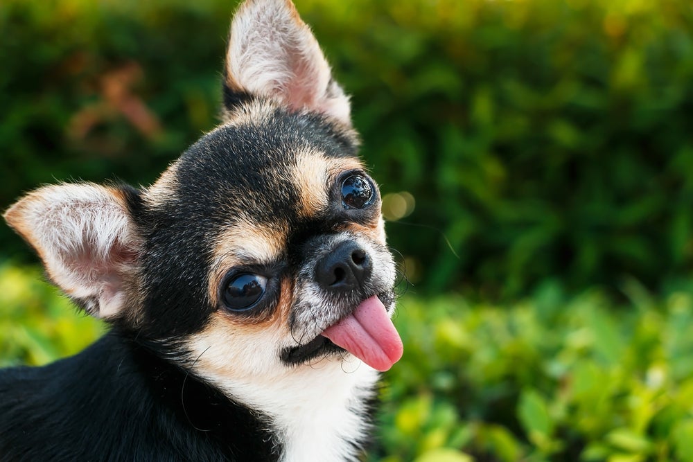 Chihuahua preto de pelo curto com língua para fora