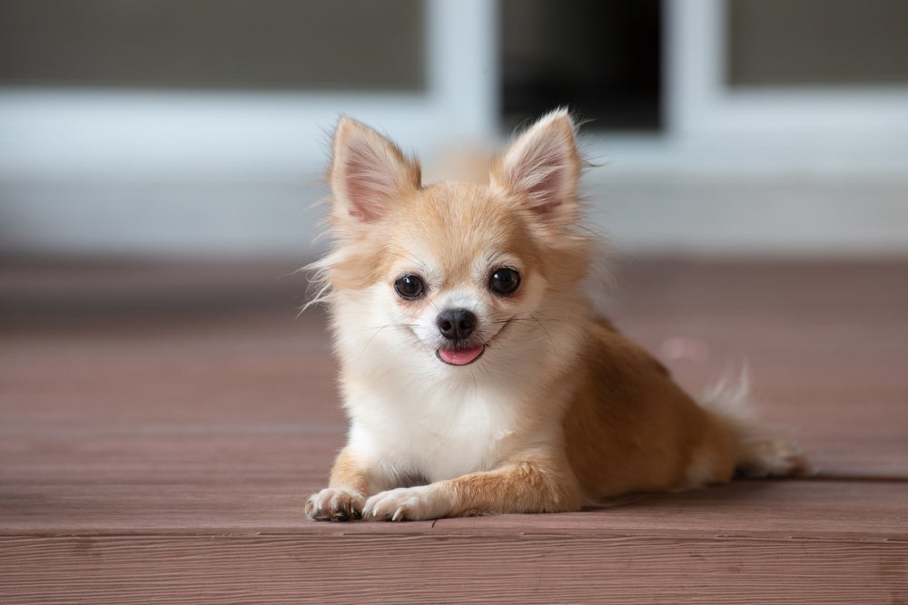 Chihuahua de pelo longo caramelo deitado