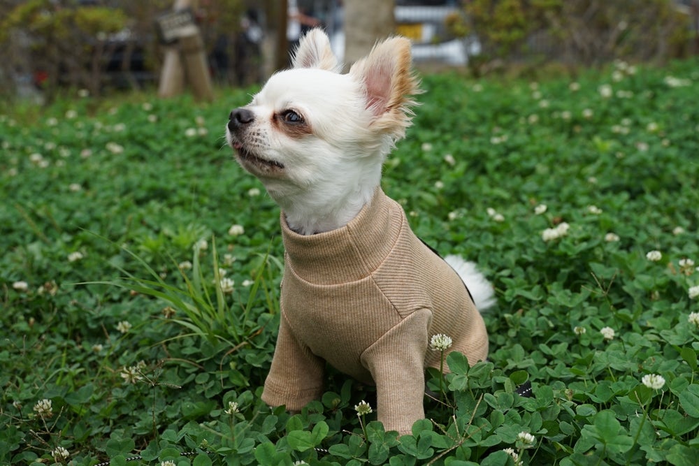 Chihuahua de pelo longo de casaquinho ao ar livre