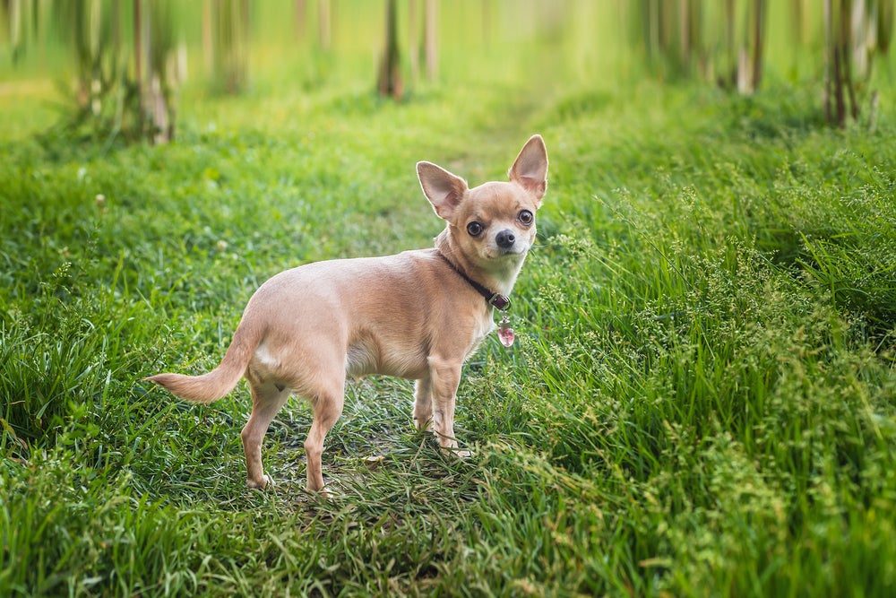 Chihuahua de pelo curto passeando pelo parque