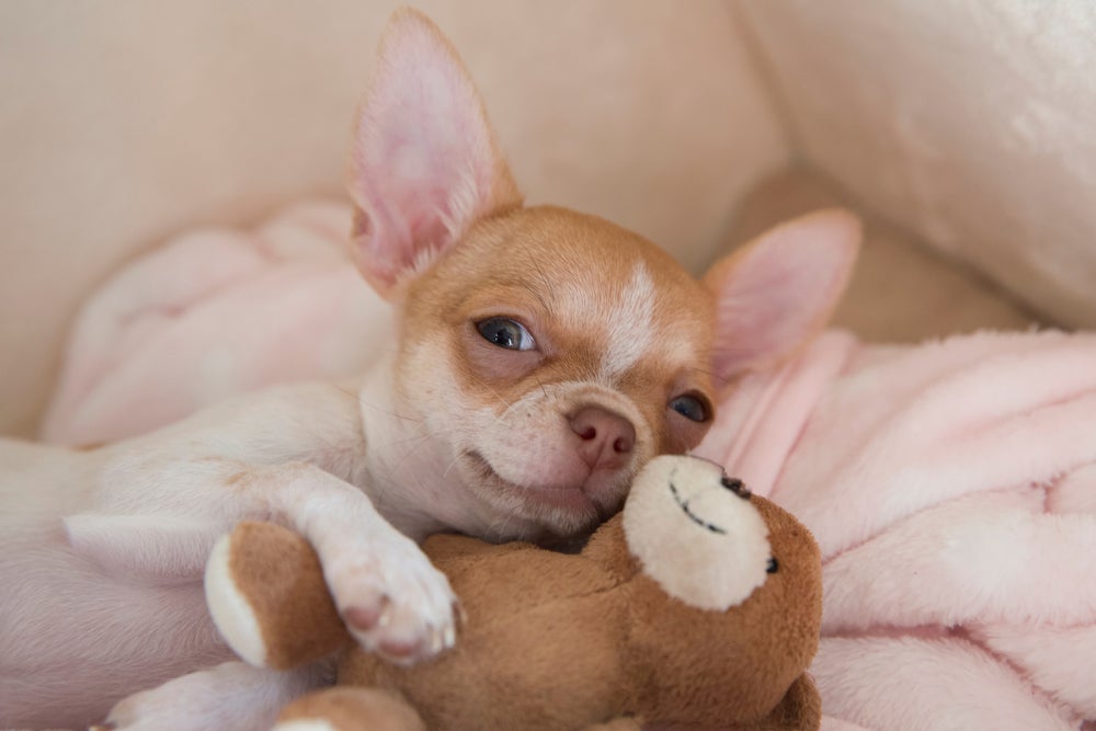 Chihuahua de pelo curto abraçado com ursinho de pelúcia
