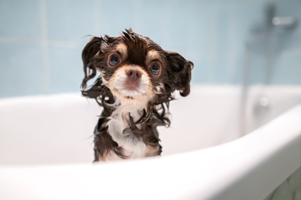 Chihuahua de pelo longo tomando banho