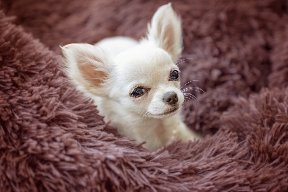 Chihuahua de pelo longo deitado em tapete vinho