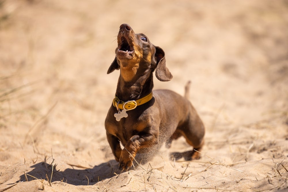 O cachorro Dachshund tende a latir bastante se não for adestrado
