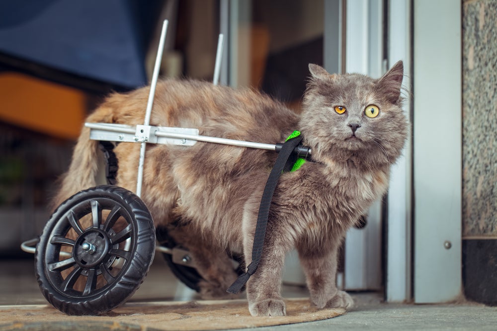 A introdução da cadeira de rodas para gatos requer paciência e deve ser gradual