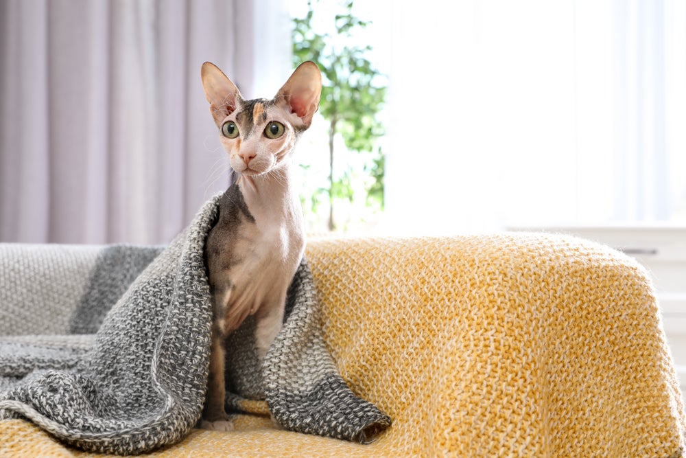 Gato sem pelo sentado em sofá com cobertor em cima do corpo