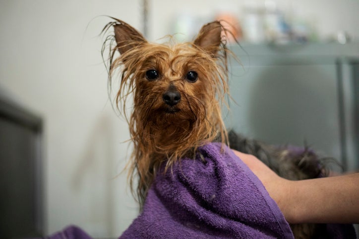 Cachorro Yorkshire molhado depois do banho