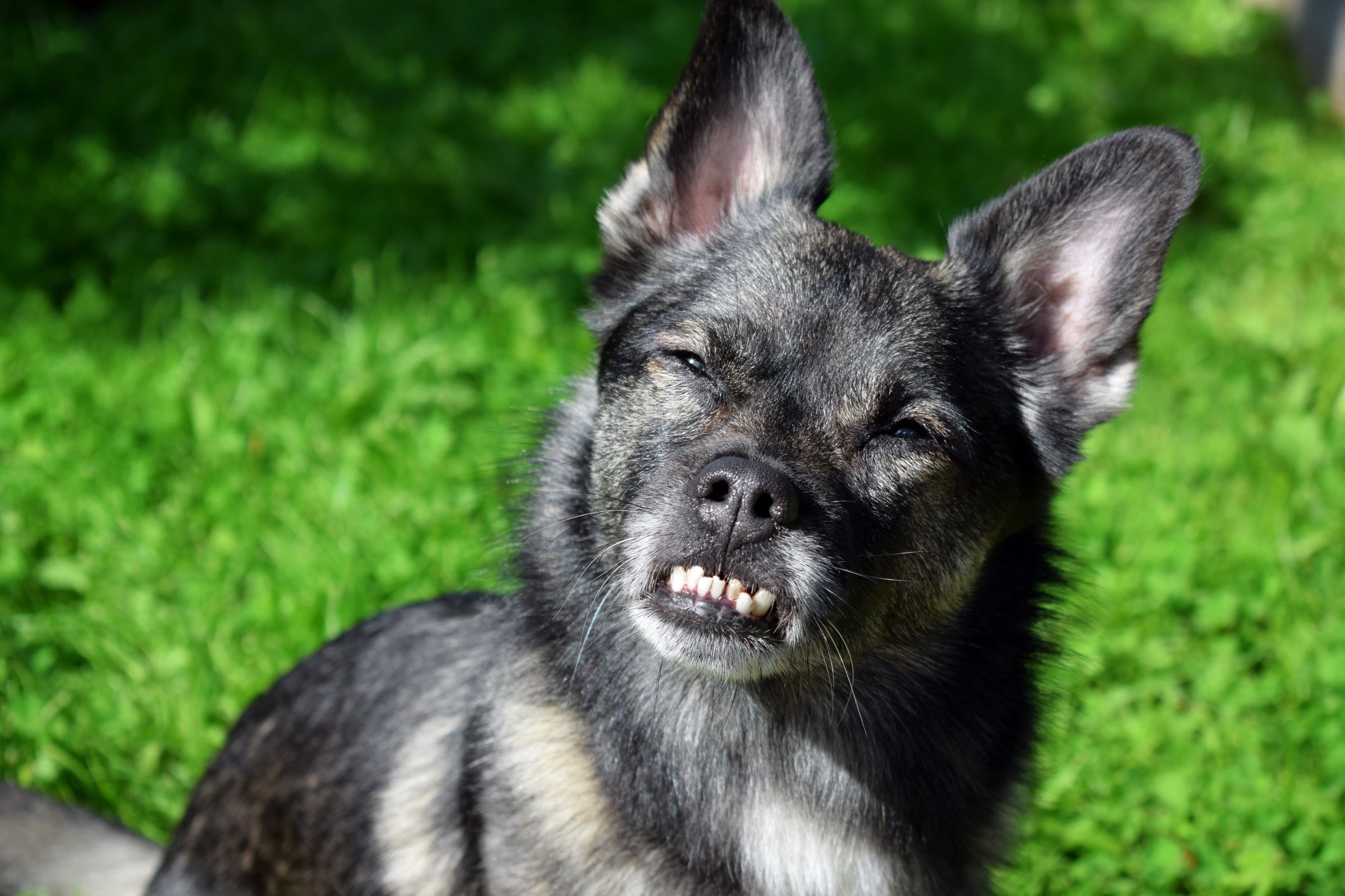 Cachorro preto com dentes tortos