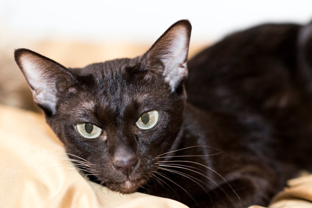 Gato marrom de olhos verdes deitado em cama