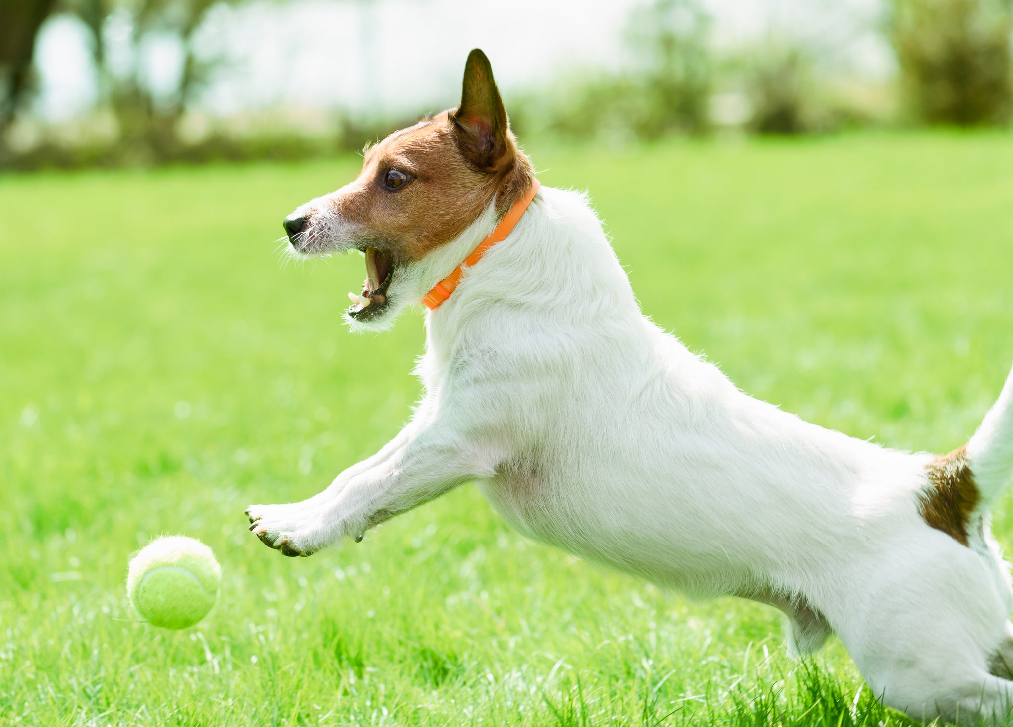 cachorro usando coleira antipulgas ao ar livre