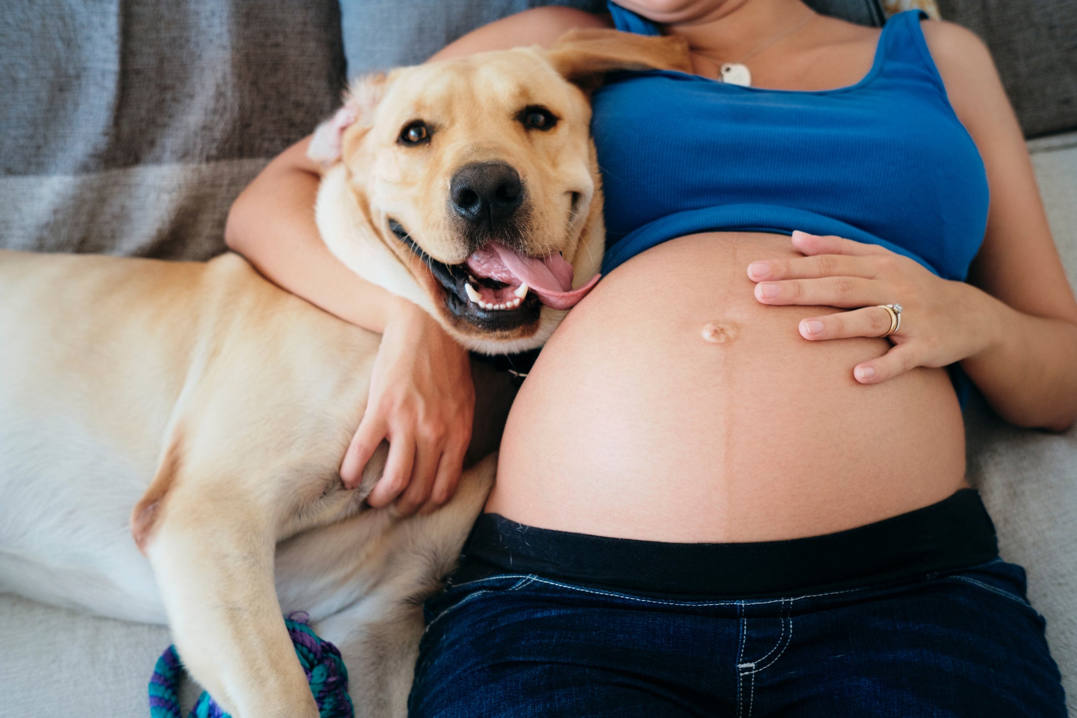 cachorro ao lado da barriga da tutora grávida