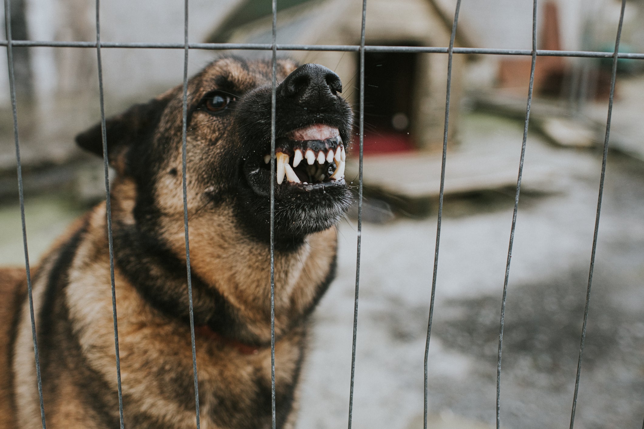 cachorro bravo com os dentes para fora