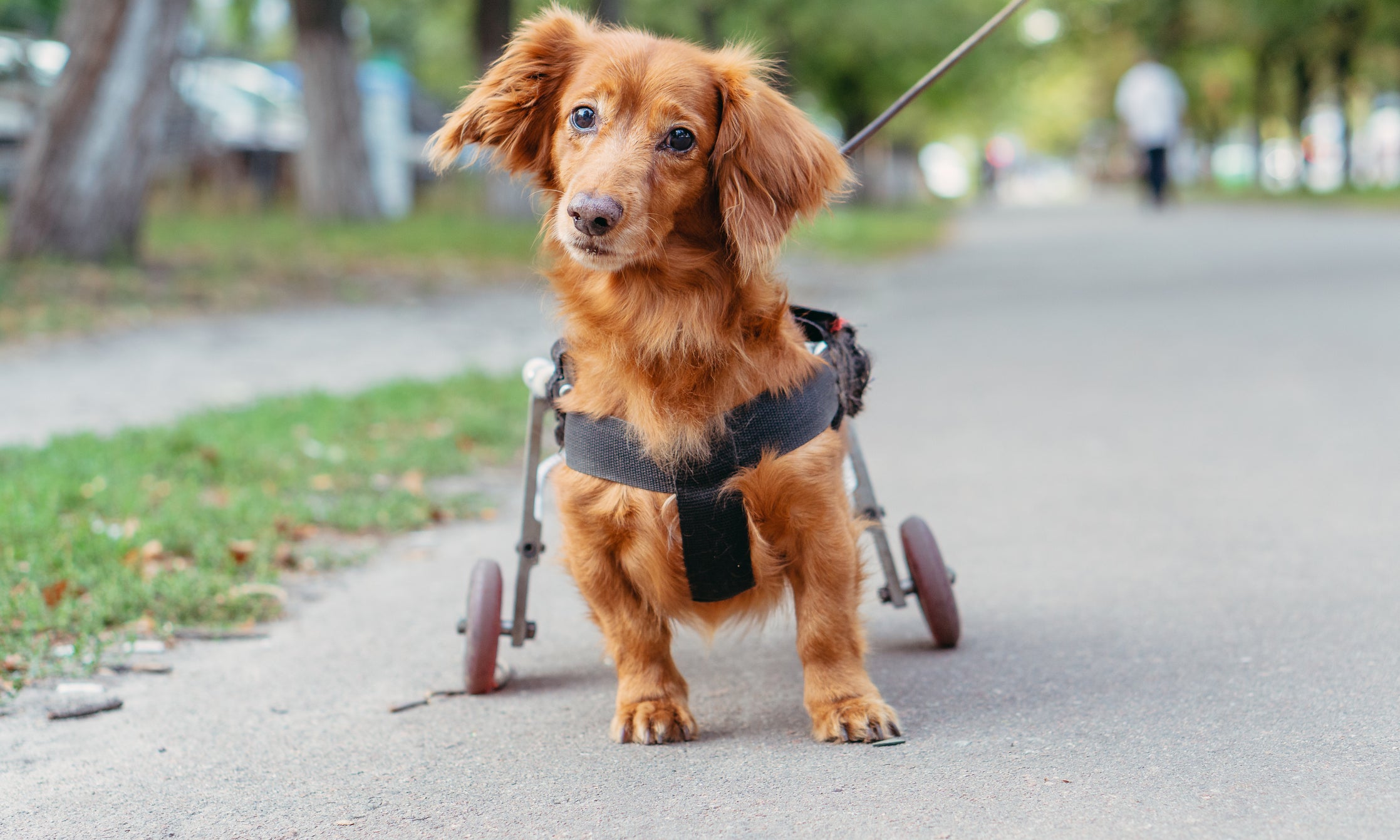 Cachorro da raça salsicha de cadeira de rodas