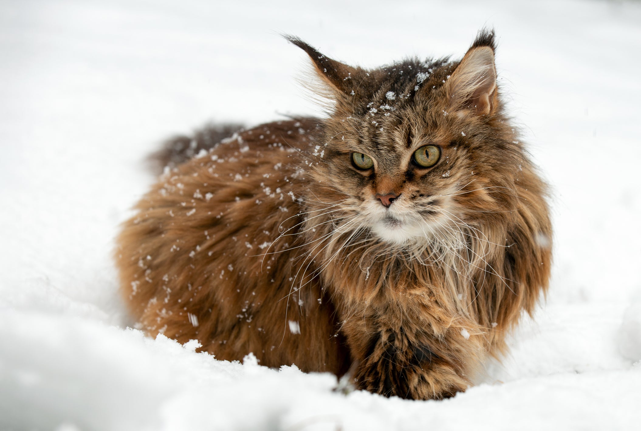 gato siberiano na neve