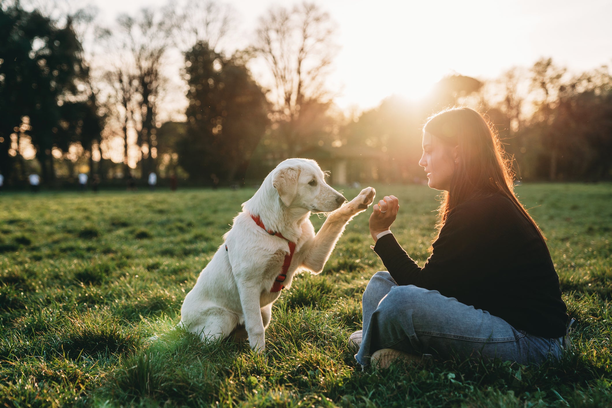 Cachorro e o dono tocando a pata e  a mão em um campo aberto