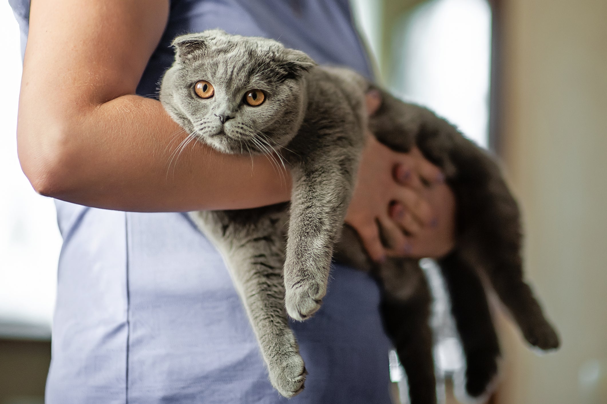 Gatinho cinza no colo do veterinário