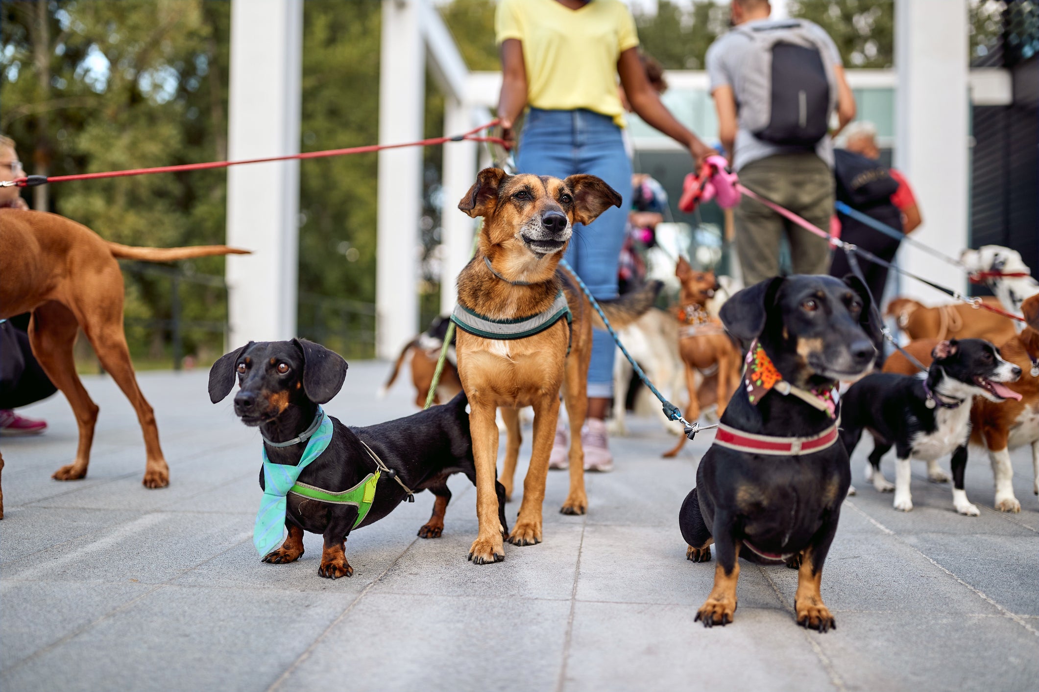cachorros no passeio com um passeador de cães