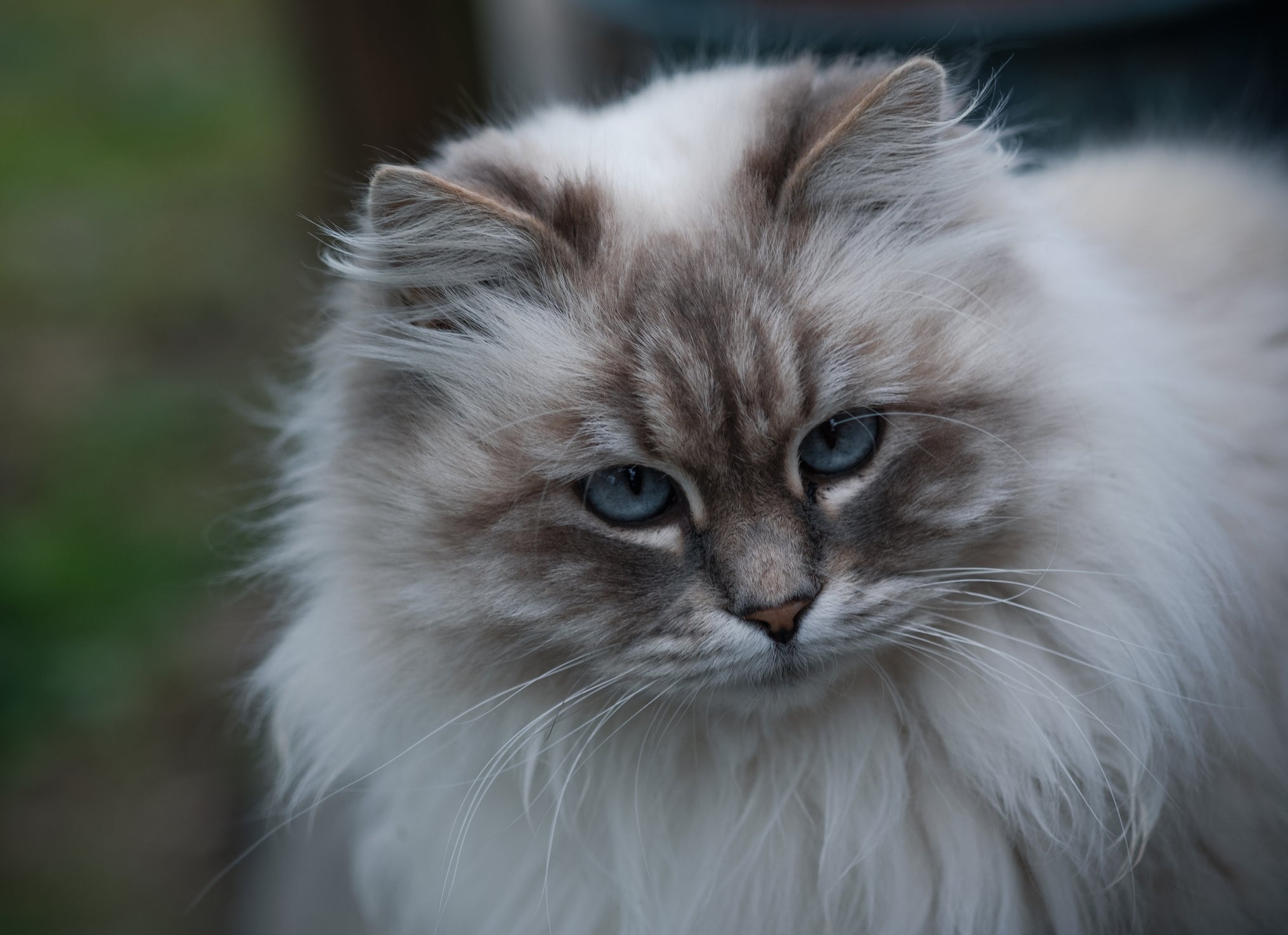 gato siberiano de pelagem branca