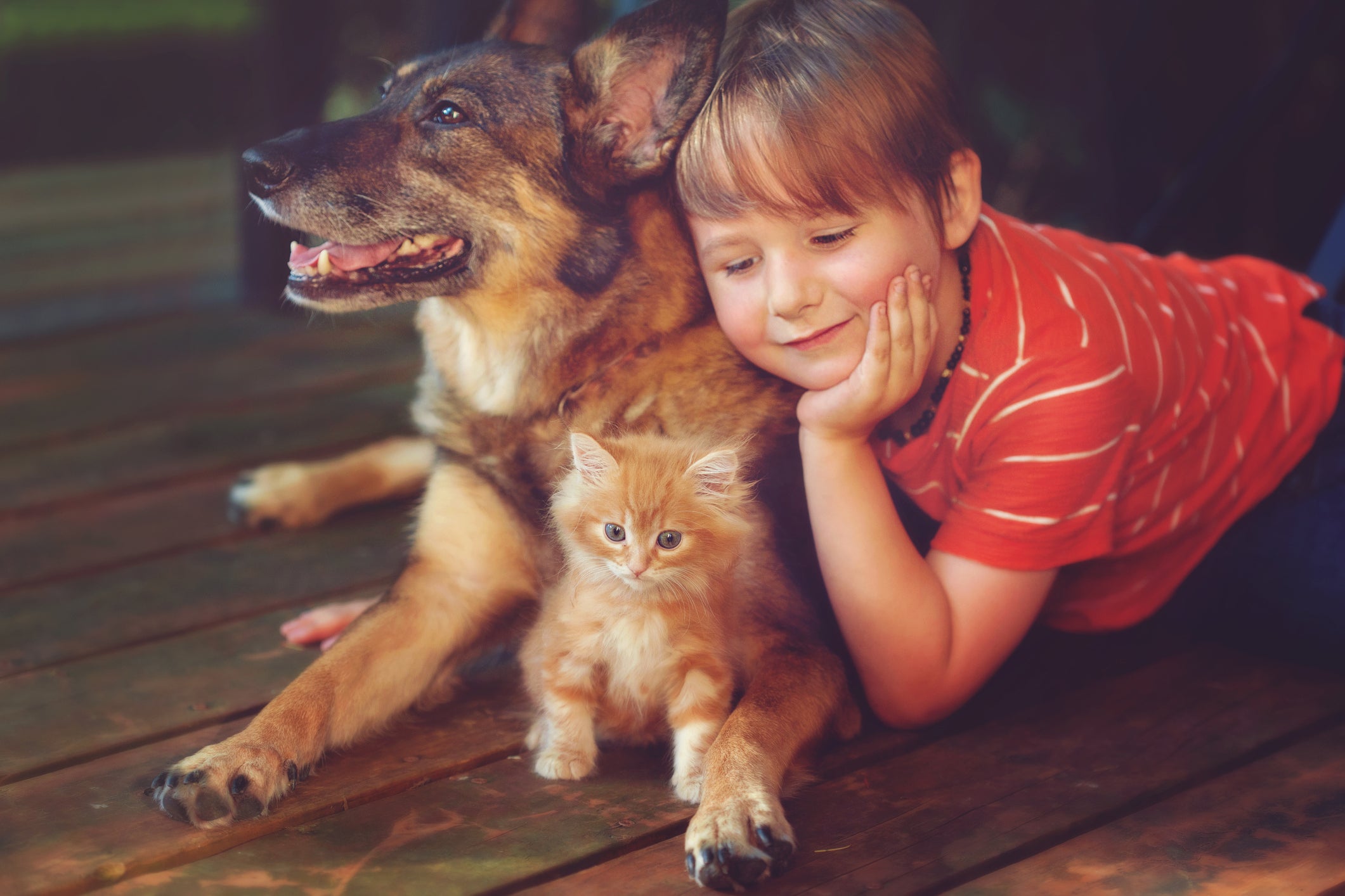 Criança deitada com um cachorro da raça pastor alemão e um gatinho