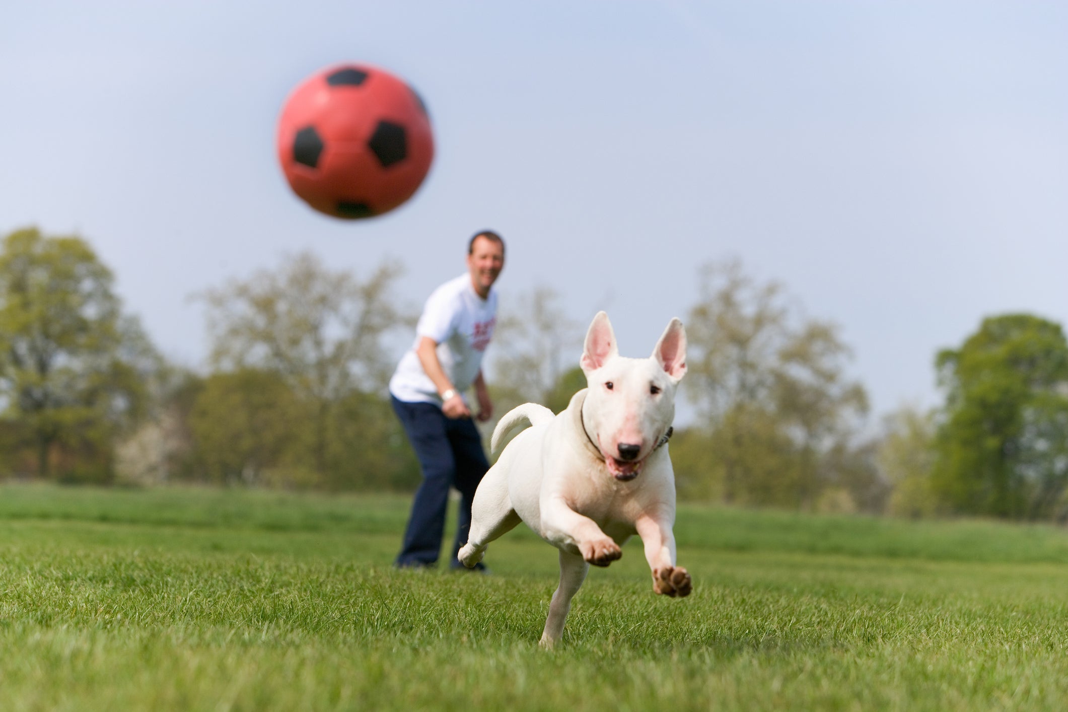 Bull Terrier brincando com o dono de buscar a bola