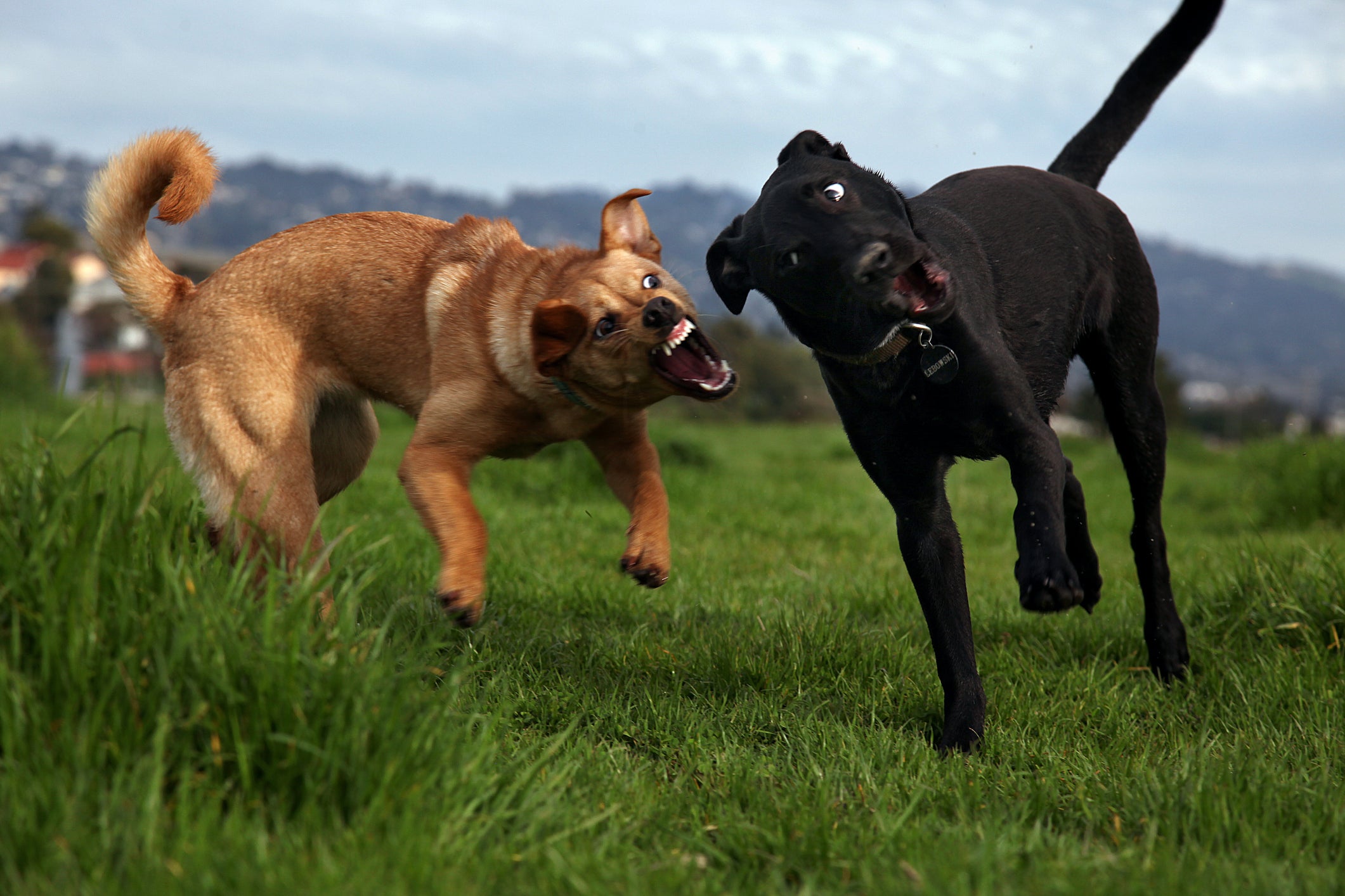 cachorros brigando 