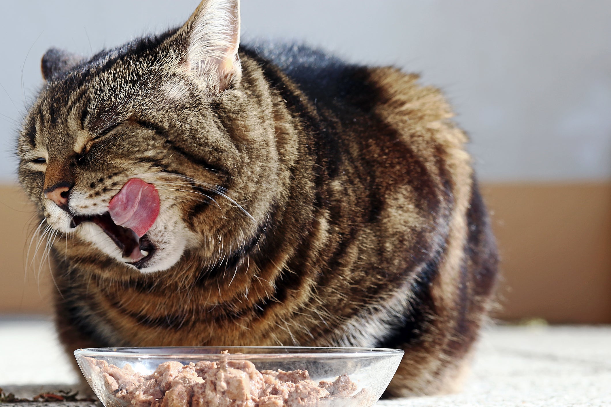 gato obeso comendo ração