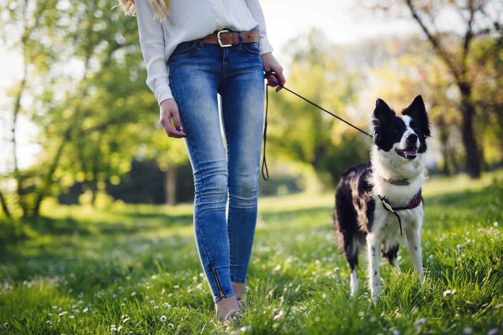 Border Collie passeando com guia unificada para cachorro