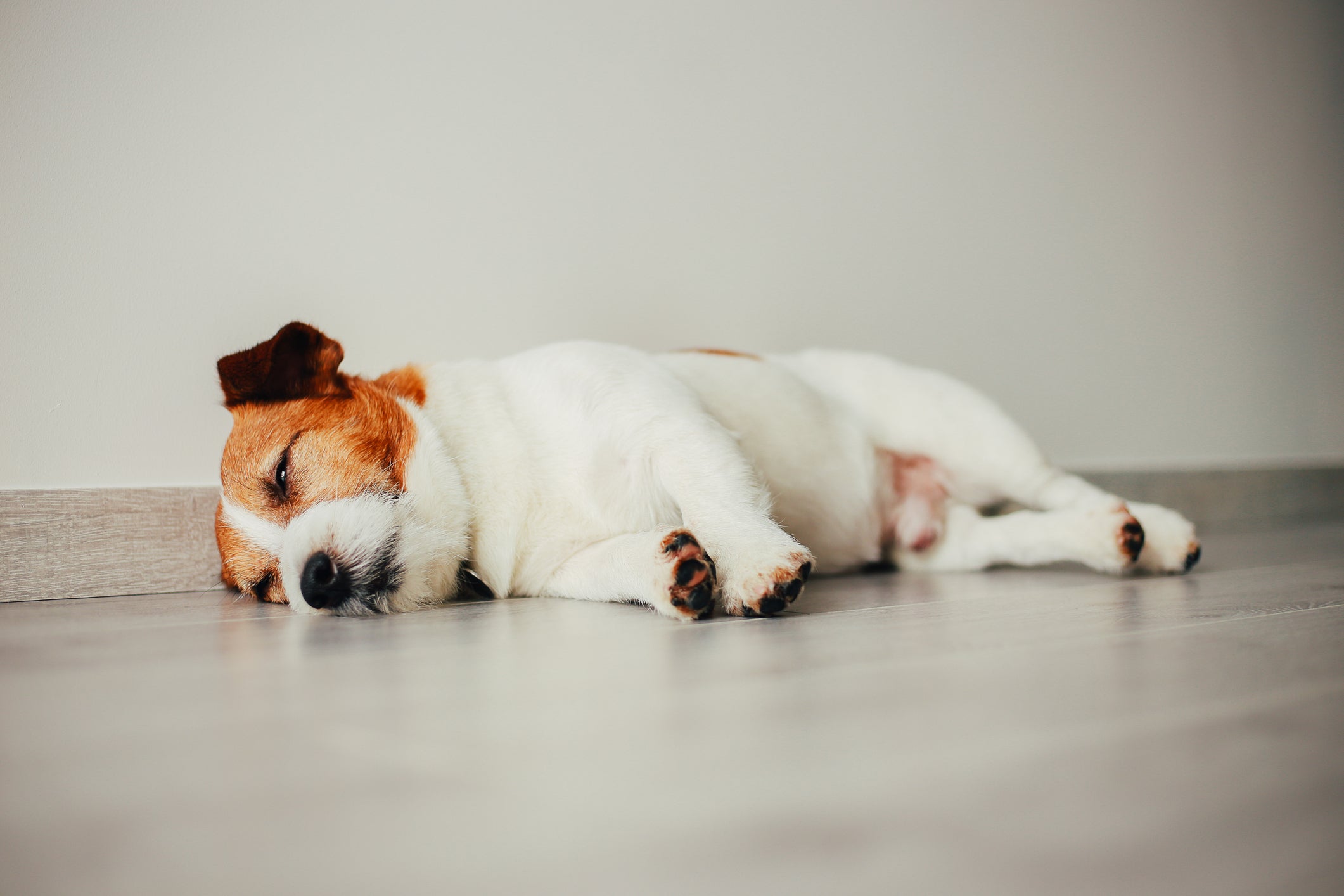 cachorro cansado e com fadiga