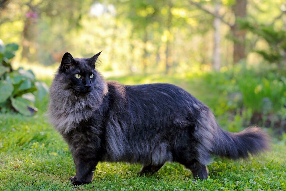 Gato peludo cinza escuro andando no meio do mato com altas árvores ao fundo