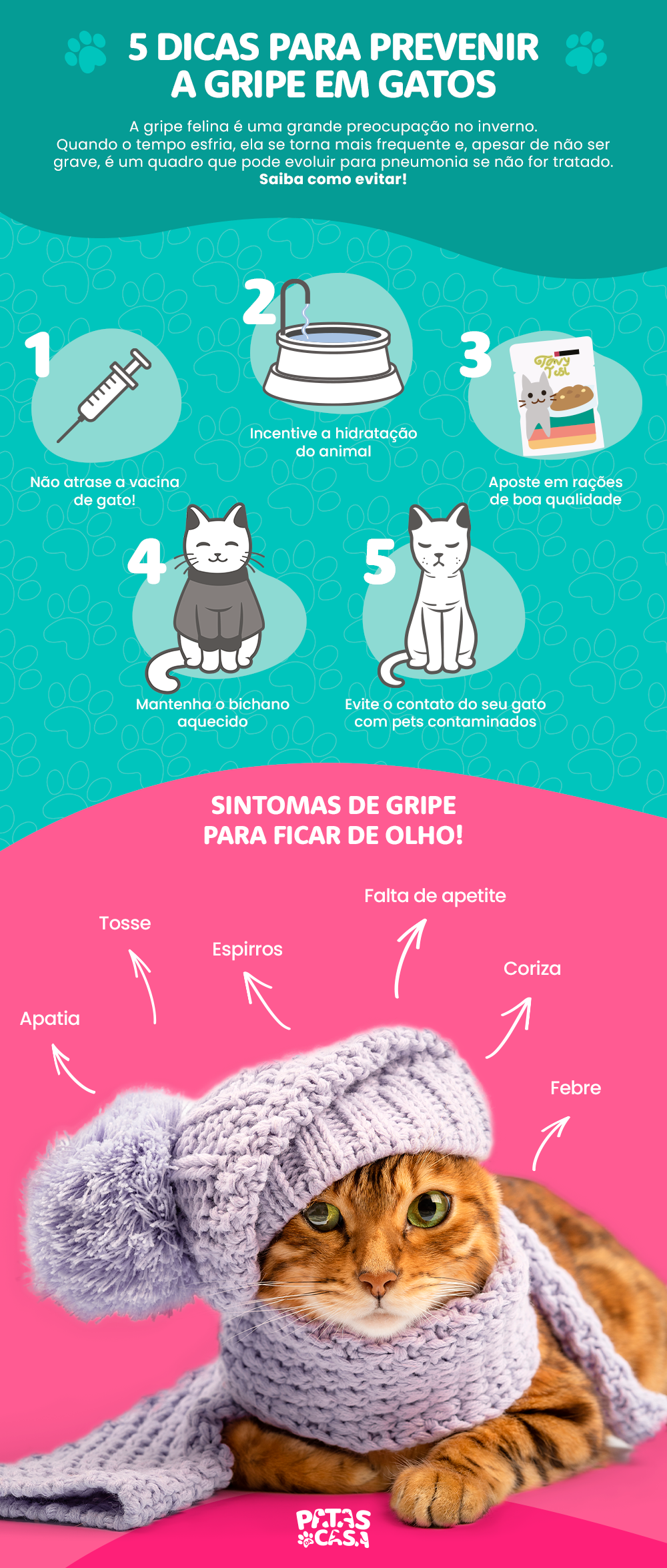 Infográfico sobre gripe em gatos