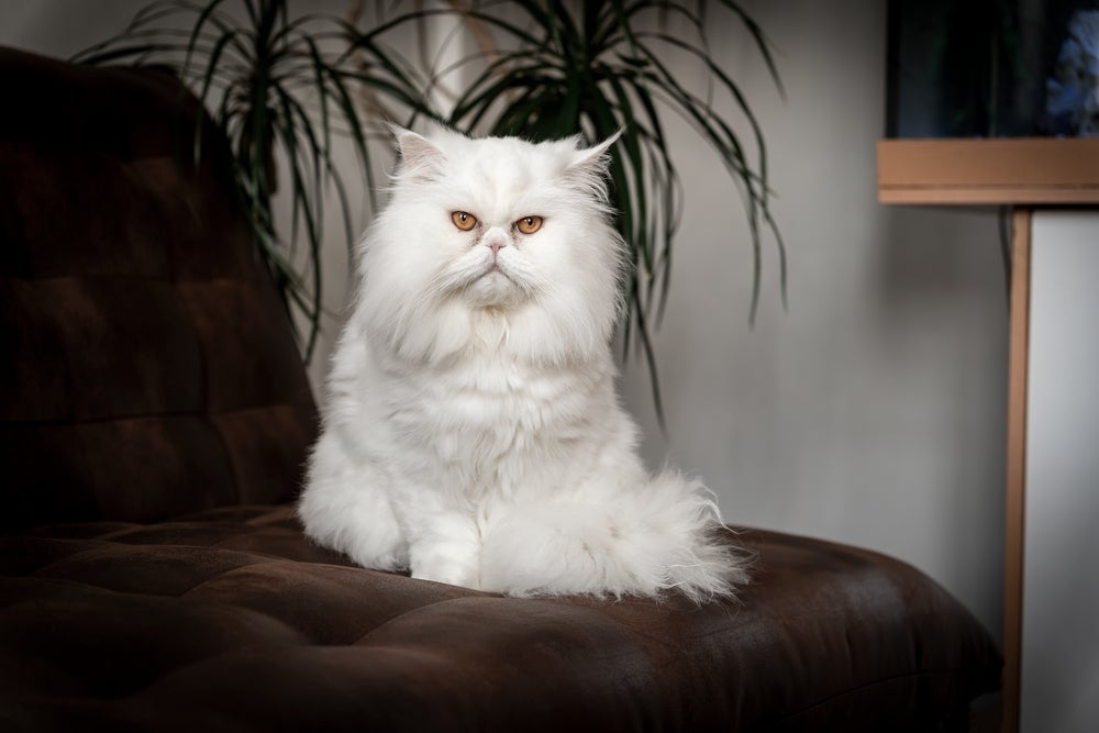 Gato Persa branco sentado em poltrona preta