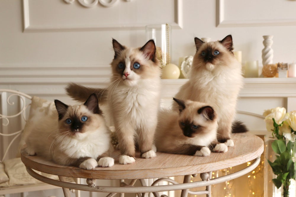 Quatro gatos da raça Ragdoll posados em cima de mesa de madeira